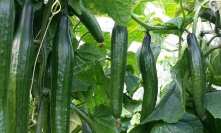 Lideran tomate y pepino la agricultura protegida en BC