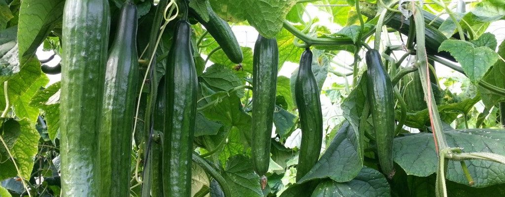 Lideran tomate y pepino la agricultura protegida en BC