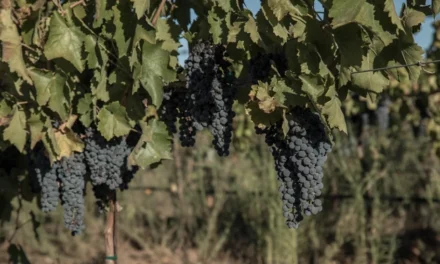 Amenaza escasez hídrica el futuro del vino