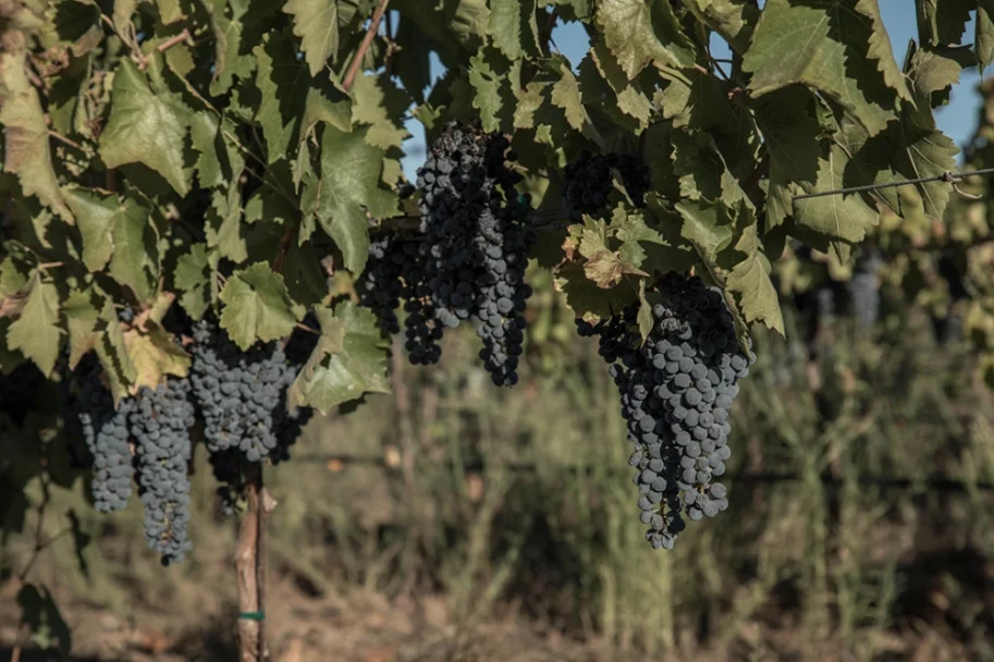 Amenaza escasez hídrica el futuro del vino