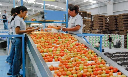 Fija México precios mínimos de exportación para el tomate tras investigación de EU