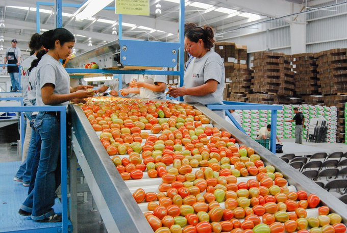 Fija México precios mínimos de exportación para el tomate tras investigación de EU