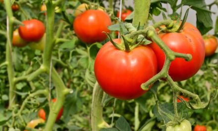 Llegan al 95% siembras en la Zona Costa, destaca cultivo de tomate