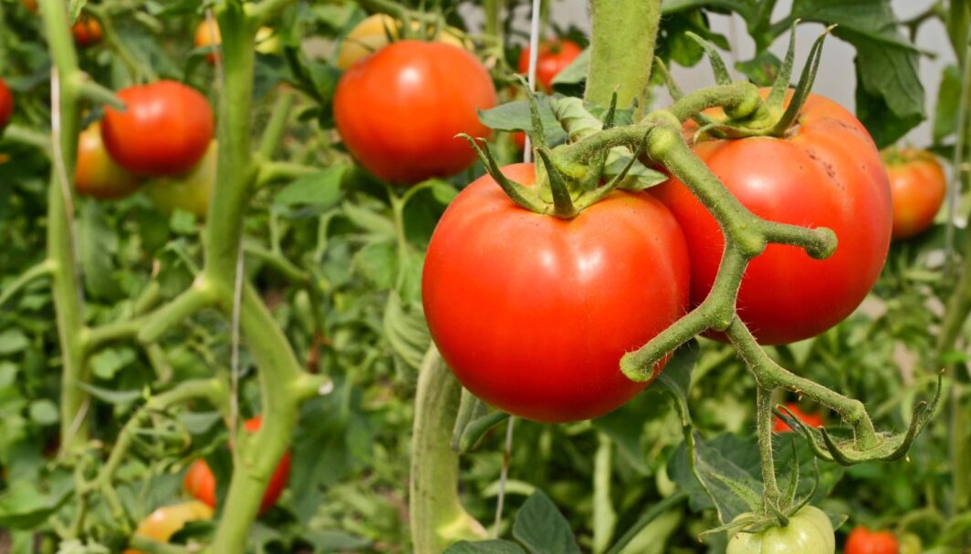 Llegan al 95% siembras en la Zona Costa, destaca cultivo de tomate