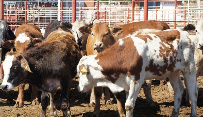 Deja gusano barrenador pérdidas por 1,300 mdd a ganaderos mexicanos