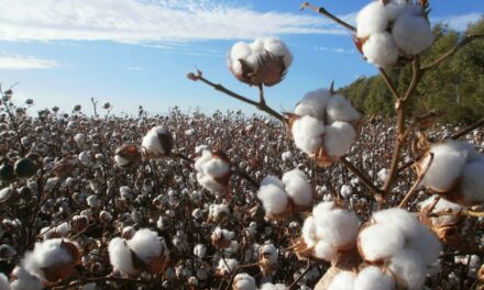 Arrancó cosecha algodonera 2025 en Valle de Mexicali