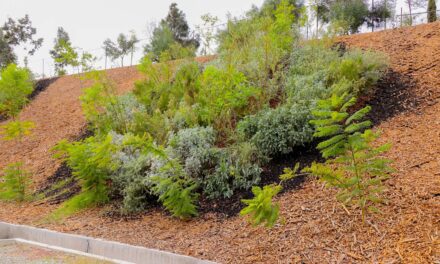 Plantea Nación Verde alternativas verdes para estabilizar taludes urbanos