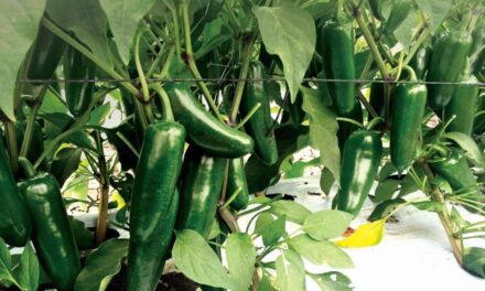 Sobresale cultivo de chile en la Zona Costa