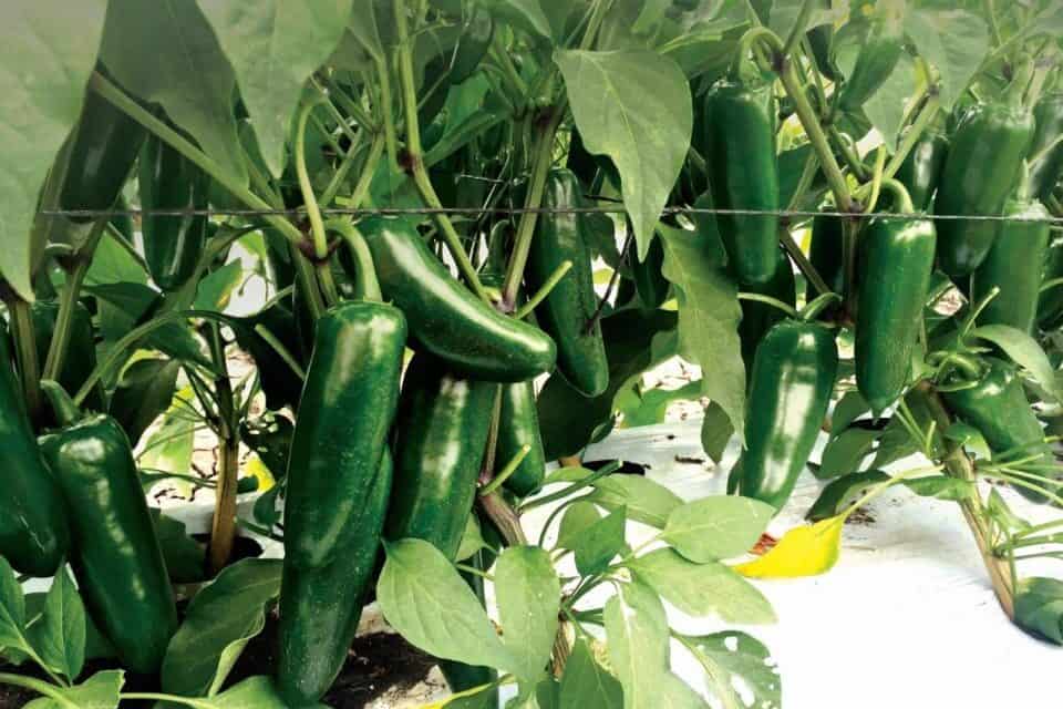 Sobresale cultivo de chile en la Zona Costa