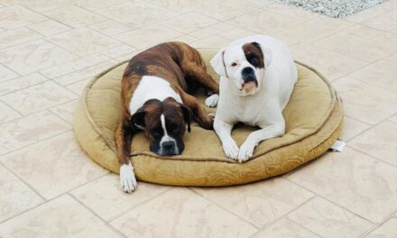 Crece la demanda de viviendas “Pet Friendly” en BC