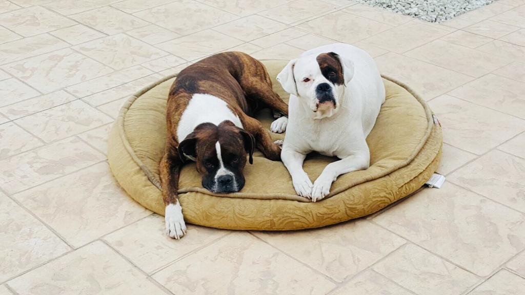 Crece la demanda de viviendas “Pet Friendly” en BC