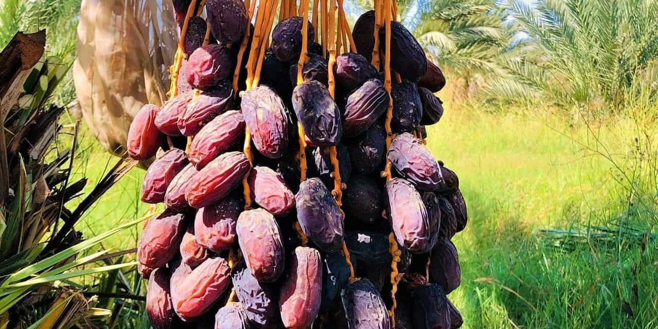 Destaca Baja California en producción y calidad del dátil