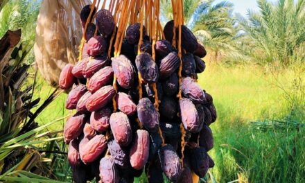 Destaca Baja California en producción y calidad del dátil