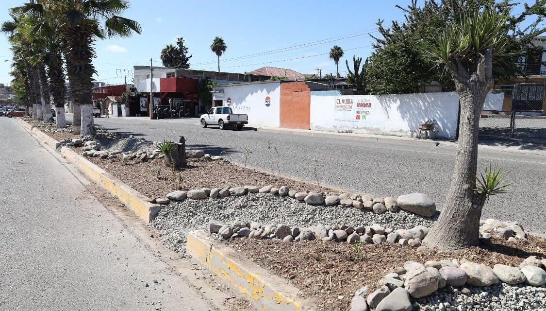 Proponen infraestructura verde en camellones para mejorar gestión del agua