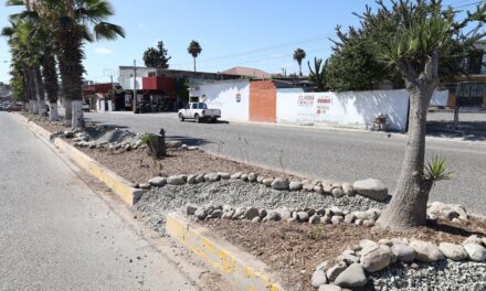 Proponen infraestructura verde en camellones para mejorar gestión del agua
