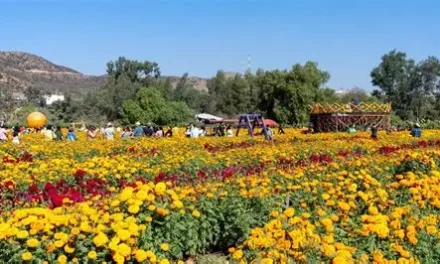 Invitan a disfrutar de la Ruta de las flores en esta temporada otoño-invierno