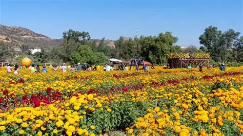 Invitan a disfrutar de la Ruta de las flores en esta temporada otoño-invierno