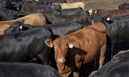 Rebotan aranceles a EU y Trump pide bajar precio de la carne