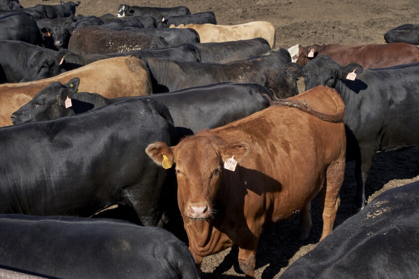 Rebotan aranceles a EU y Trump pide bajar precio de la carne