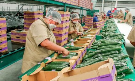 Llega México a la revisión agro del T-MEC con una caída de sus exportaciones a EU