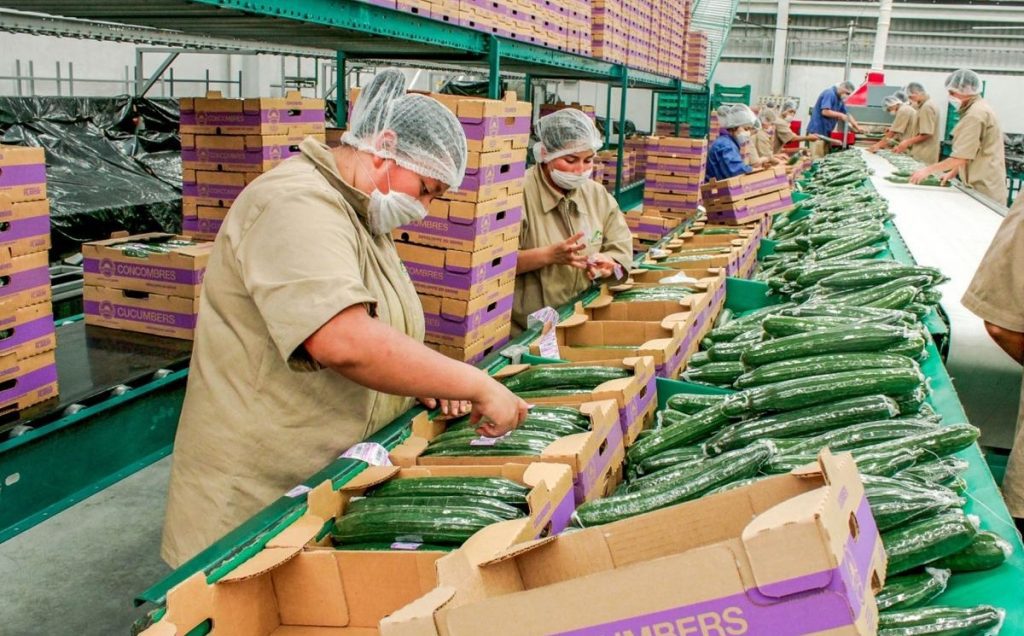 Llega México a la revisión agro del T-MEC con una caída de sus exportaciones a EU