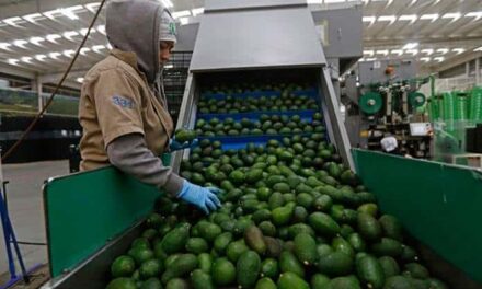 Publica México en DOF lineamientos del aguacate, previo a revisión del T-MEC