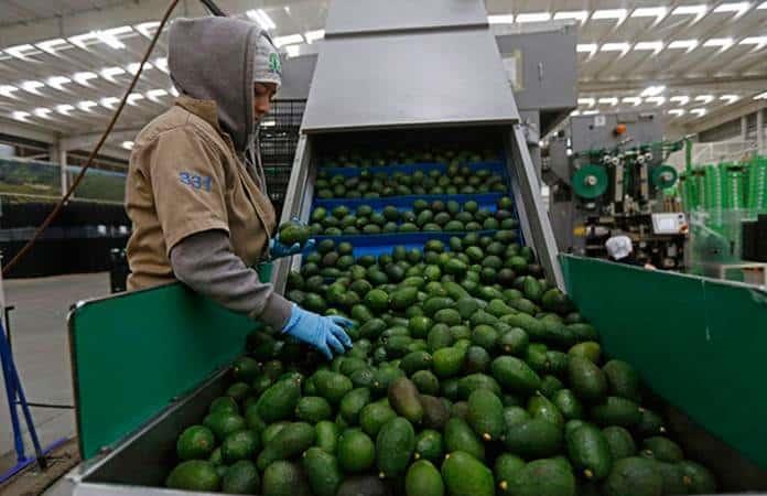 Publica México en DOF lineamientos del aguacate, previo a revisión del T-MEC