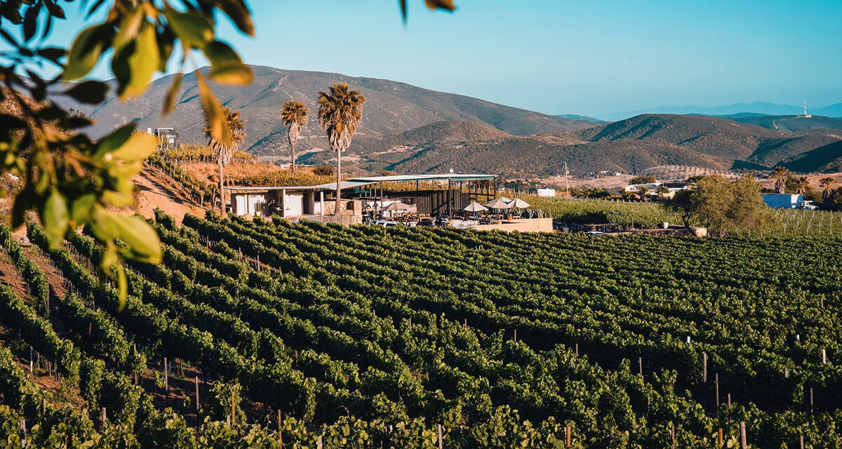 Aparece Valle de Guadalupe entre los mejores destinos Turísticos para 2026