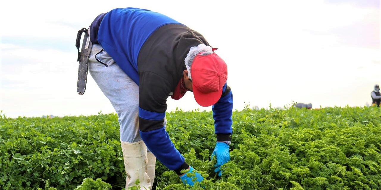 Bajan exportaciones agrícolas en Baja California