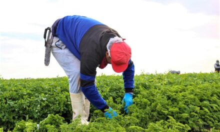 Bajan exportaciones agrícolas en Baja California