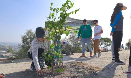 Genera Nación Verde acciones responsables para proteger el arbolado urbano en Tijuana