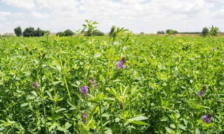 Repunta siembra de alfalfa con más 20 mil hectáreas
