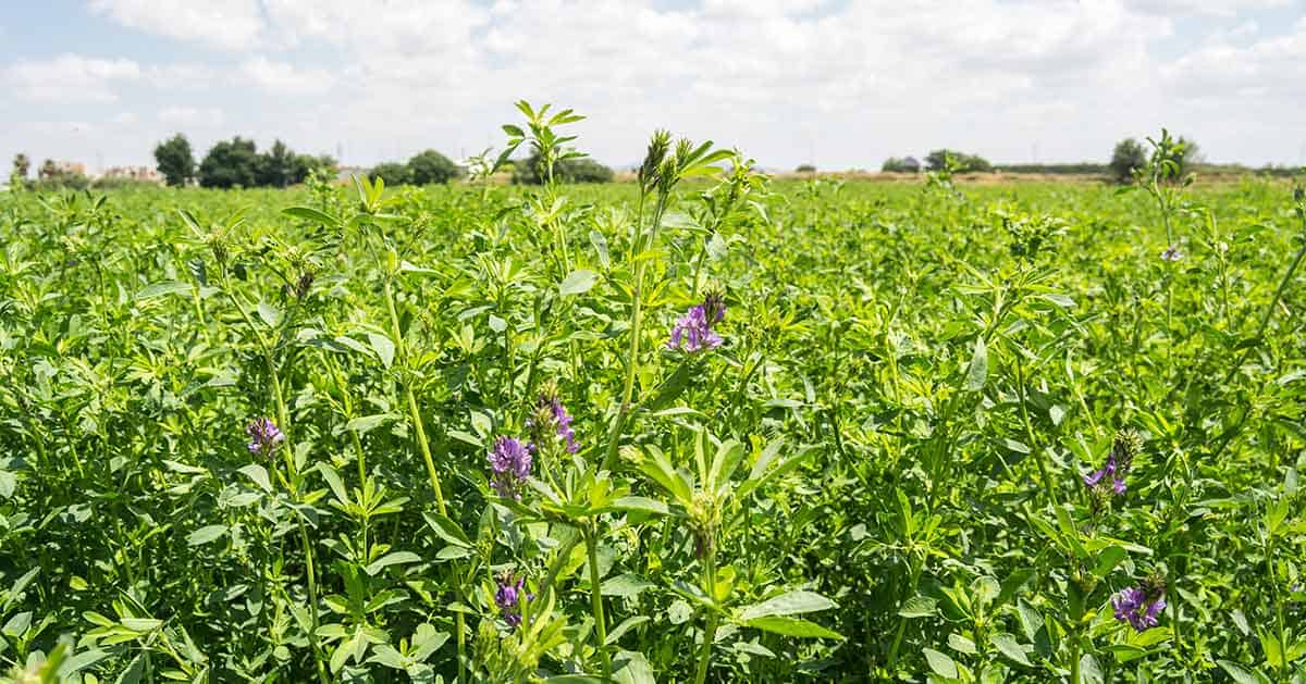 Repunta siembra de alfalfa con más 20 mil hectáreas
