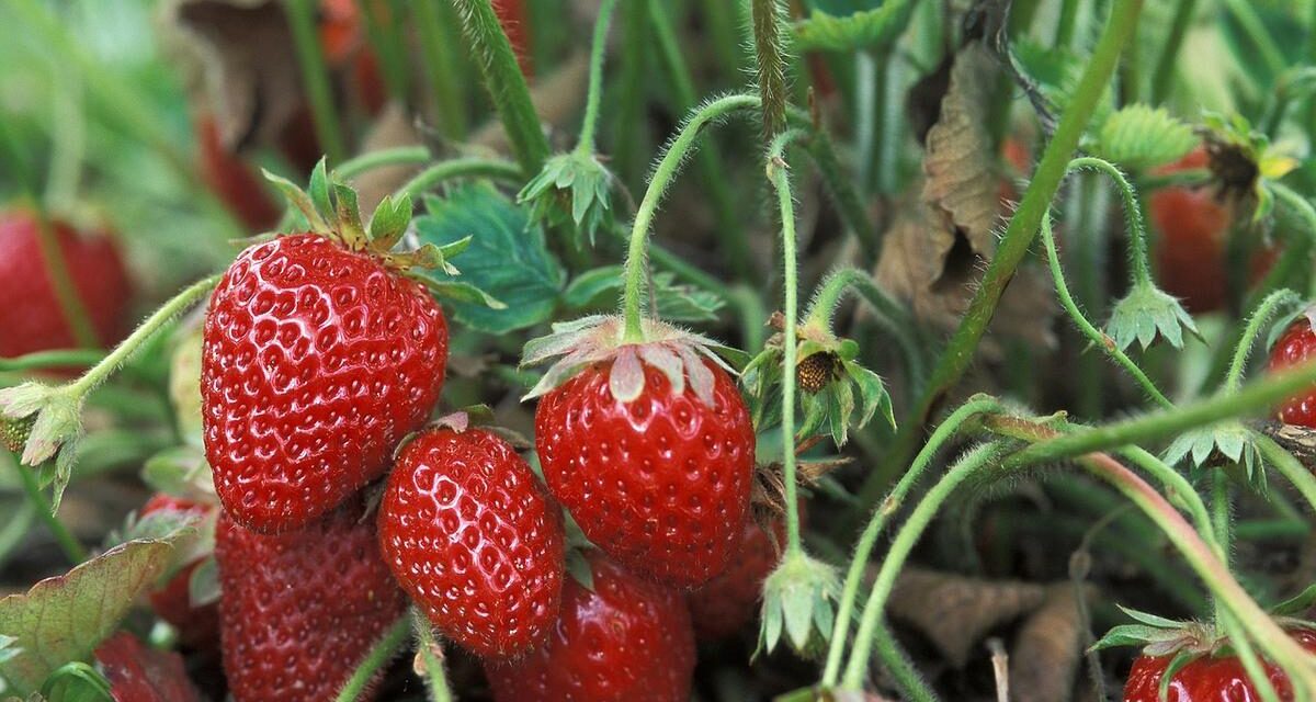 Destaca BC por valor de producción de fresa, cebolla y frambuesa