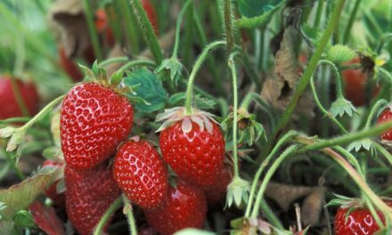 Destaca BC por valor de producción de fresa, cebolla y frambuesa
