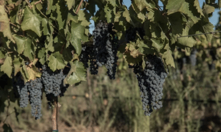 Sufrió afectaciones sector vinícola en BC por la falta de lluvia en 2025