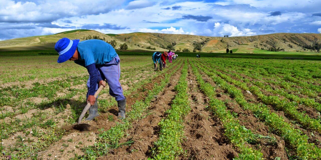 Registran empresas agrícolas de Maneadero pérdidas por mal año