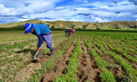 Registran empresas agrícolas de Maneadero pérdidas por mal año