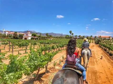 Cayó 15% turismo en Ensenada y Valle de Guadalupe de octubre a la fecha: CCE