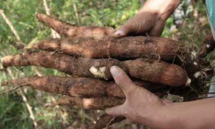 Destaca BC en producción de alimentos orgánicos 