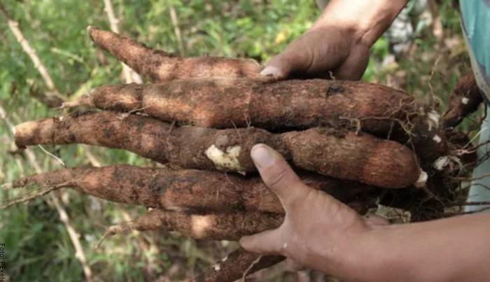Destaca BC en producción de alimentos orgánicos
