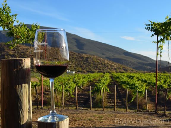 Contarán vinos bajacalifornianos con Indicación Geográfica Protegida