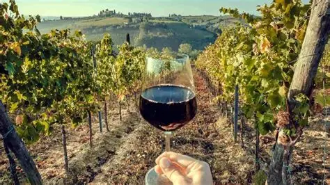 Buscarán que vino de BC cuente con denominación de origen