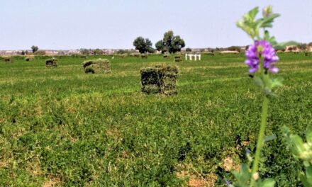 Se ha perdido alrededor del 30% de alfalfa del Valle de Mexicali por lluvia