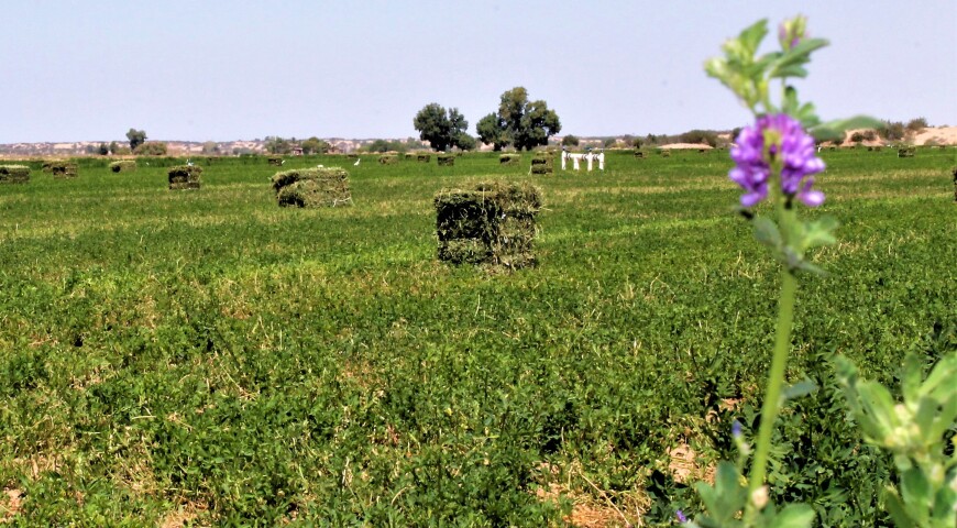 Se ha perdido alrededor del 30% de alfalfa del Valle de Mexicali por lluvia