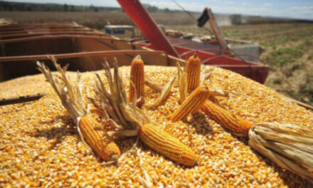 Exporta México a Venezuela más de 40 mdd en maíz y alimentos básicos