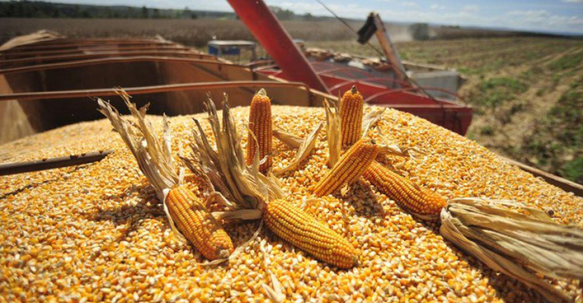 Exporta México a Venezuela más de 40 mdd en maíz y alimentos básicos