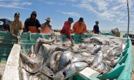 Establece Conapesca hasta 4,485 toneladas de curvina golfina en 2026 