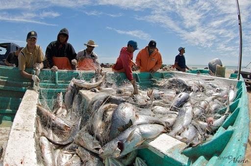 Establece Conapesca hasta 4,485 toneladas de curvina golfina en 2026