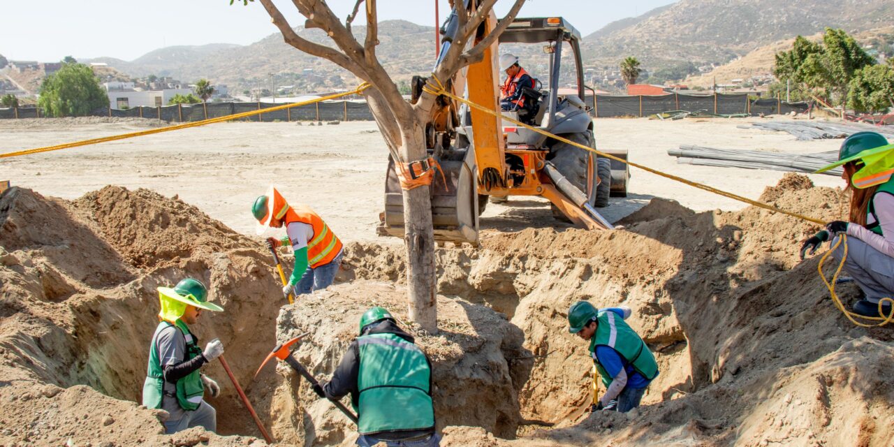 Promueve Nación Verde el trasplante responsable de árboles en Tijuana